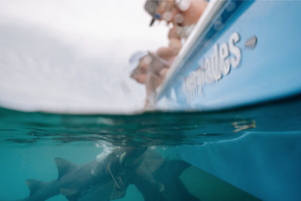 An underwater view of sharks swimming near an Everglades boat with people observing from above