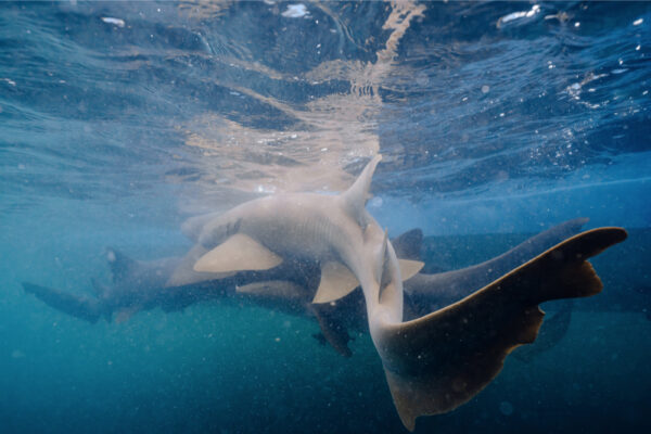 Underwater view of nurse sharks swimming together near the surface in clear blue water