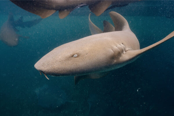Close up underwater view of a nurse shark swimming with other sharks in the background