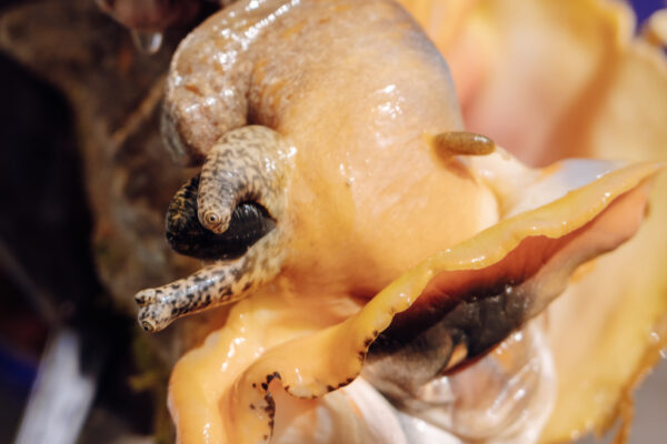 Close up of a conch emerging from its shell showing its eyes and soft body