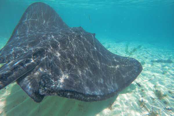 Underwater view of a large stingray swimming near the sandy ocean floor in clear turquoise water