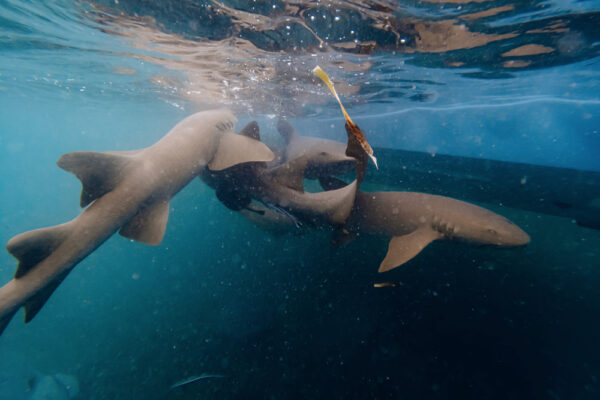 Four shark swimming under water next to a boat