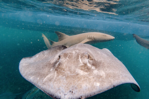 Shark and stingray underwater next to a boat