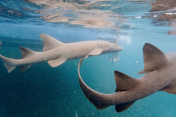 Underwater view of two nurse sharks swimming in clear blue water